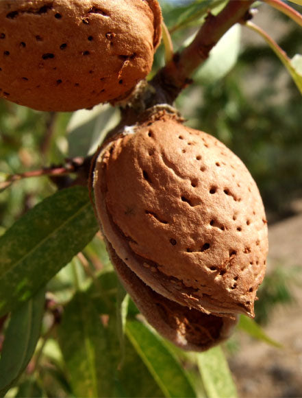 Almond Oil