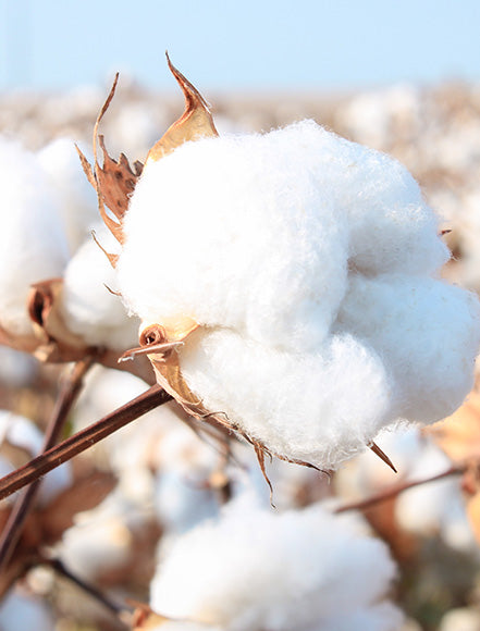Cotton Stem Cells