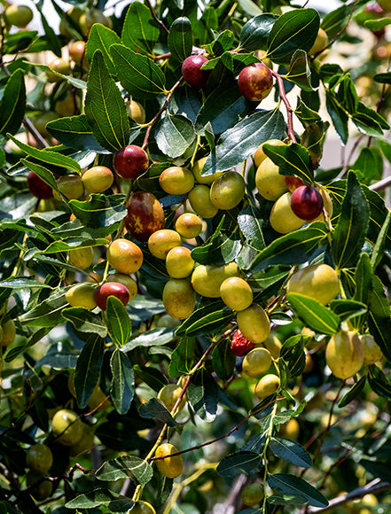 Jojoba Oil