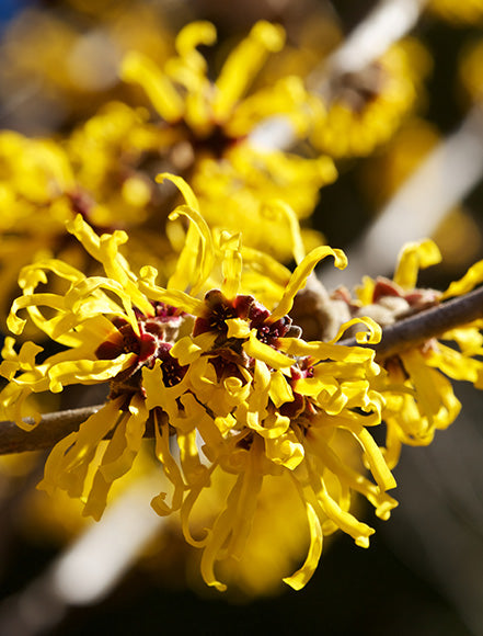 Witch Hazel
