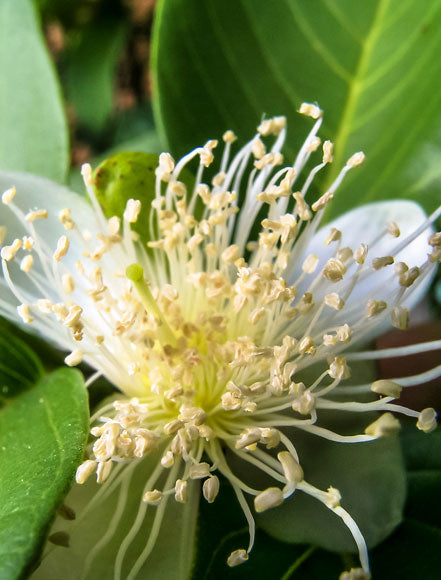 Fig Flower