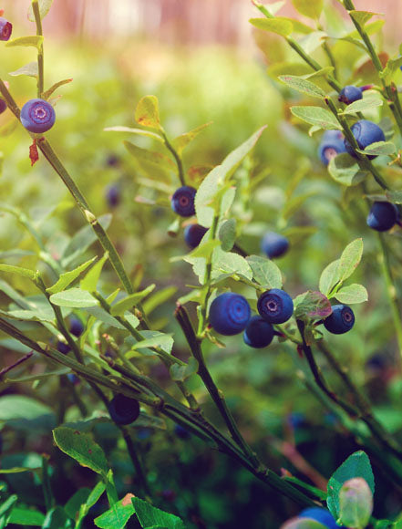 Forest Berry