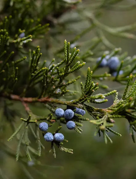 Juniper