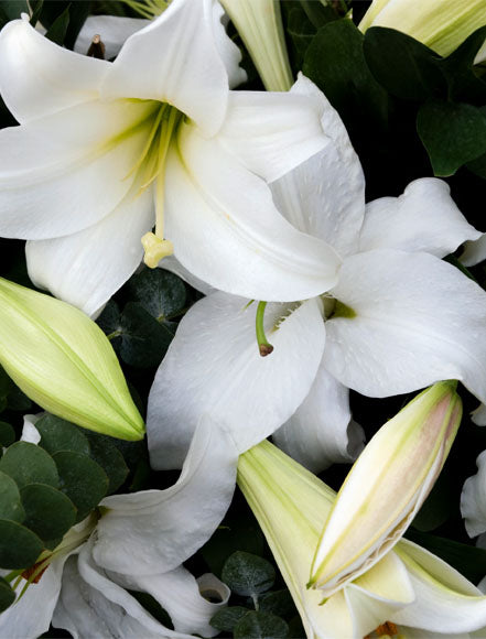 Lily