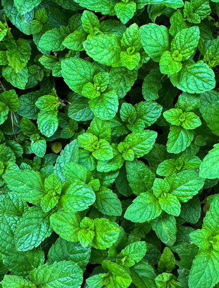 Mint