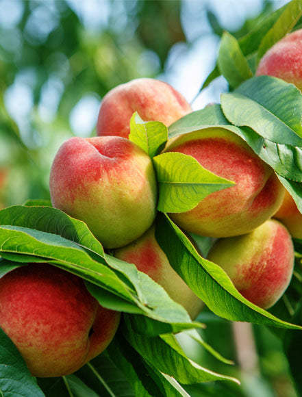 Peaches