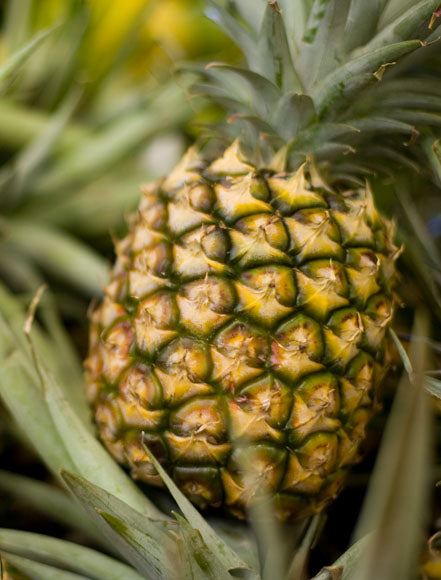 Pineapple