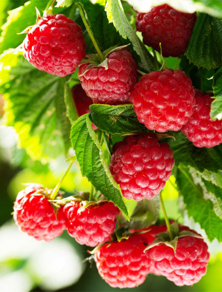 Raspberry