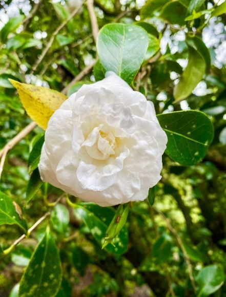 Camellia