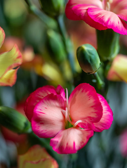 Freesia