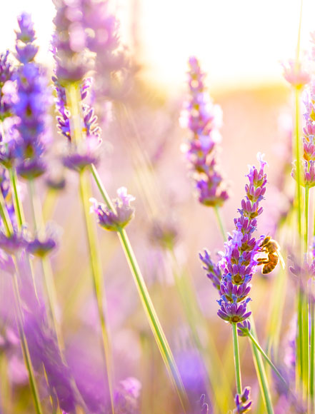 Lavender
