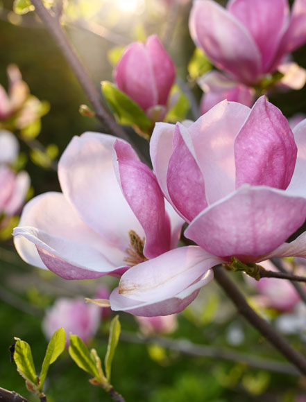 Magnolia