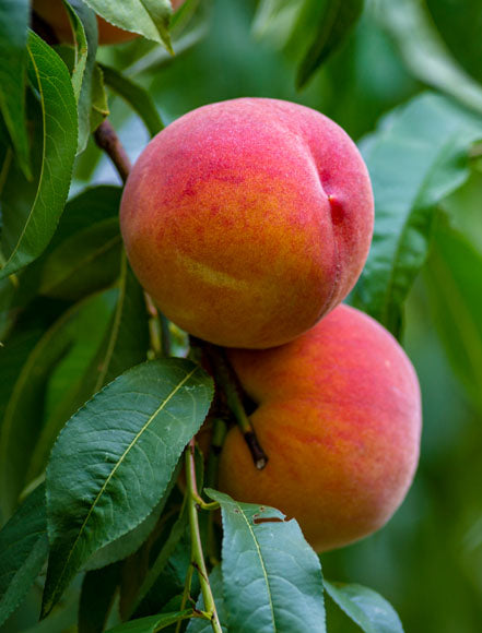 Nectarine