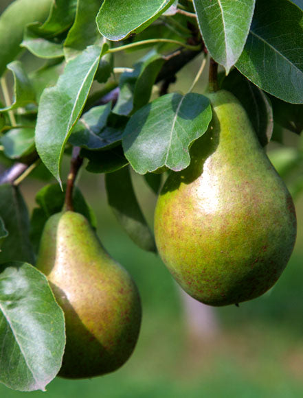 Pear