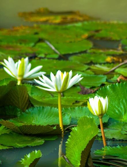 White Lotus